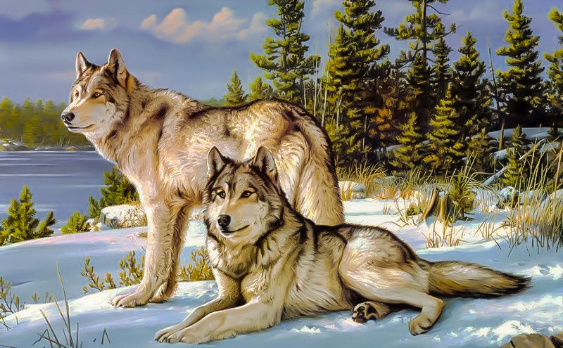 Couple of Wolves. - animals.snowscenes. - оригинал