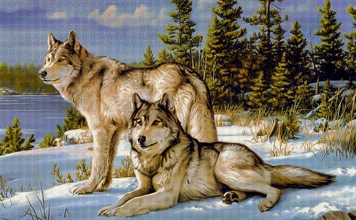 Couple of Wolves. - animals.snowscenes. - предпросмотр