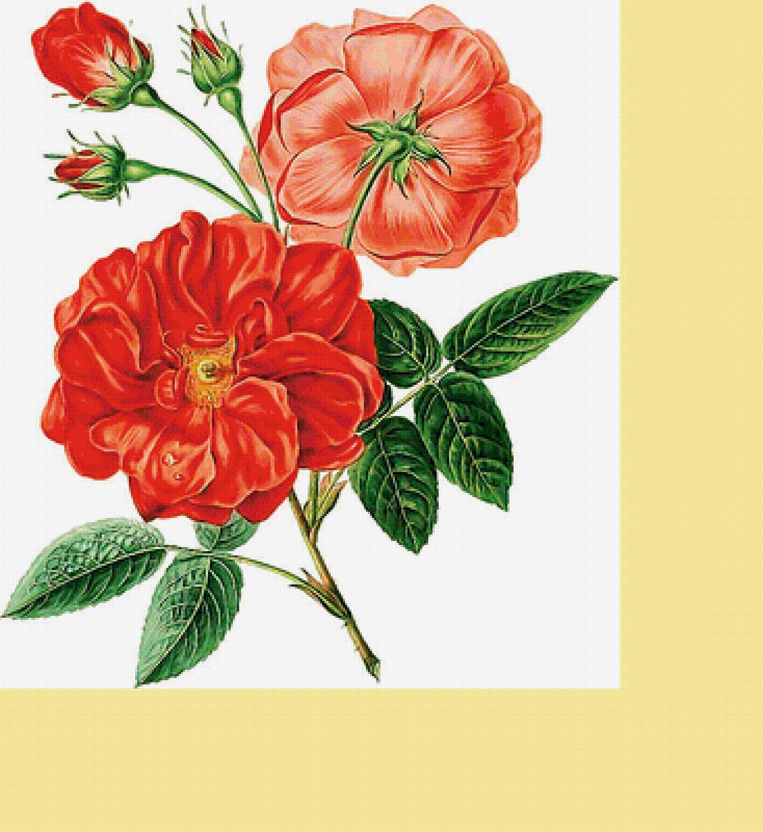 Серия "Розы". - флора, розы, цветы - предпросмотр