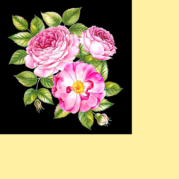 Серия "Розы". Шиповник - шиповник, розы, цветы, флора - оригинал