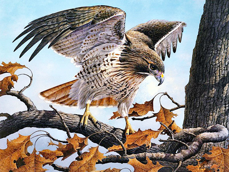 Ястреб - на ветке, птицы - оригинал