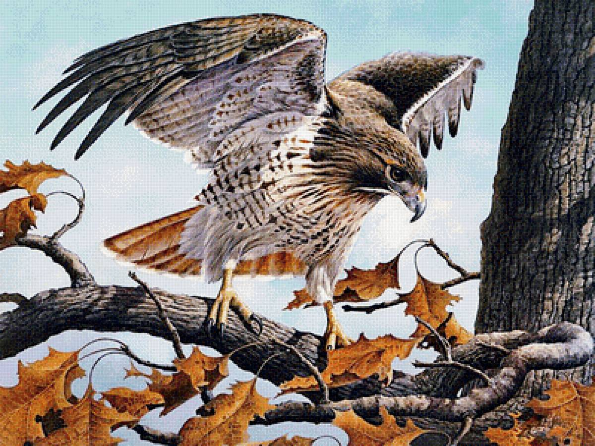 Ястреб - на ветке, птицы - предпросмотр