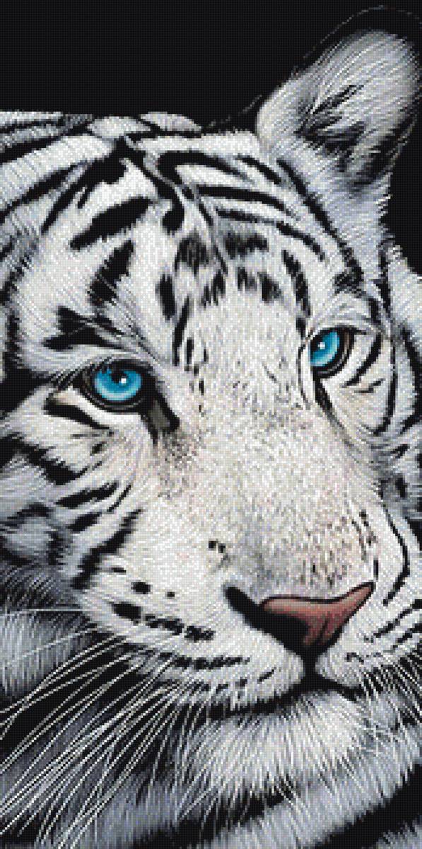 Белый тигр - животные, звери - предпросмотр