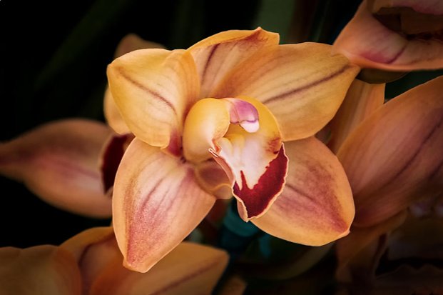 ORCHID - A QUIET ELEGANCE - by tom mc nemar - оригинал