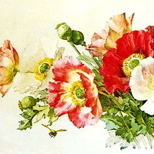 Схема вышивки «Маки 1 часть»