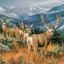 Mule Deer.