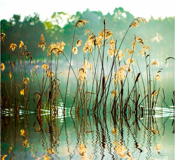 THE REED IN THE EVENING - вода, природа, by va, пейзаж - оригинал