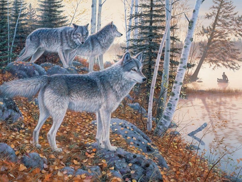 волки - стая, осень, волки, река - оригинал