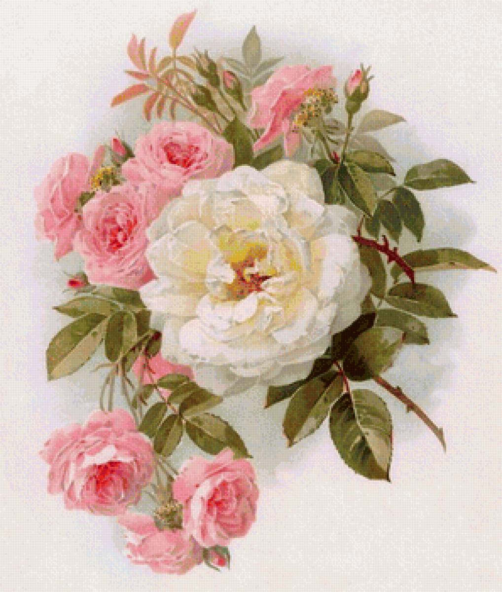 Розы - предпросмотр