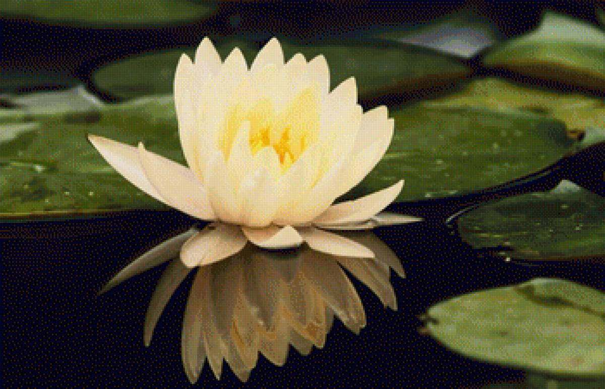 DOMESTIC WATER LILY - вода, by adam jones, пейзаж, природа - предпросмотр