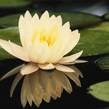 DOMESTIC WATER LILY