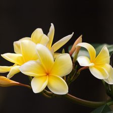 Схема вышивки «№1978121»