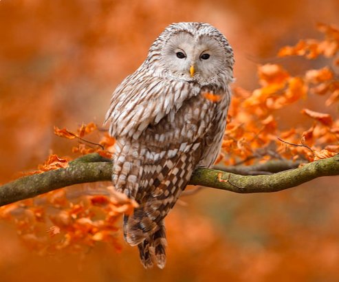 Ural Owl - сова, by ondrej prosicky, природа - оригинал
