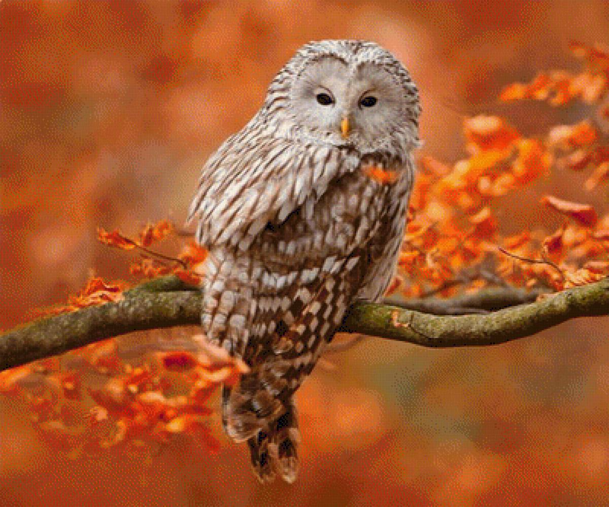 Ural Owl - природа, сова, by ondrej prosicky - предпросмотр