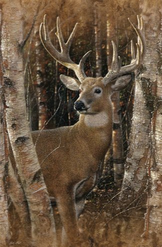 BIRCHWOOD BUCK - by collin bogle, животные - оригинал