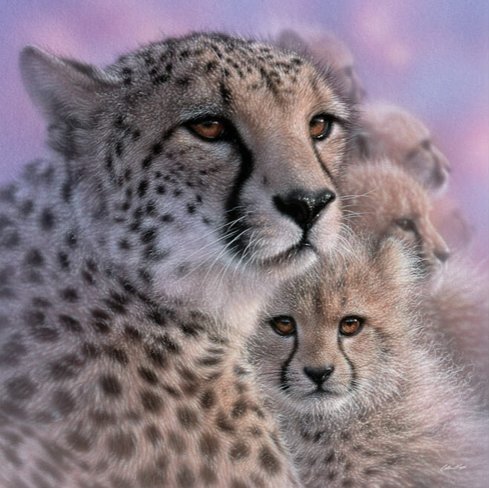 CHEETAH MOTHER'S LOVE - by collin bogle, дикие животные - оригинал