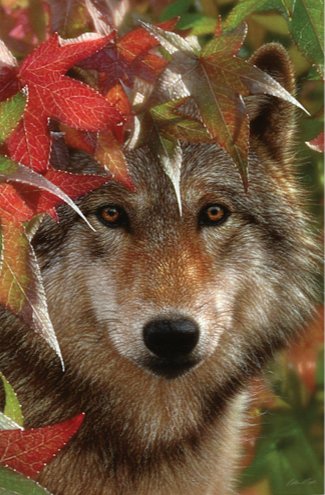 AUTUMN ENCOUNTER - GRAY WOLF - дикие животные, by collin bogle, взгляд хищника - оригинал
