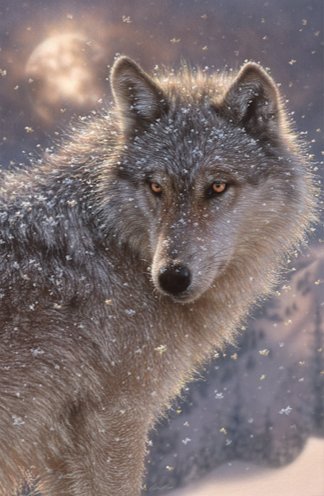 LONE WOLF - by collin bogle, дикие животные - оригинал