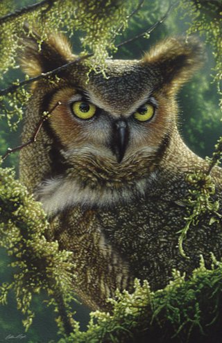 WATCHING AND WAITING - GREAT HORNED OWL - сова, природа, by collin bogle - оригинал