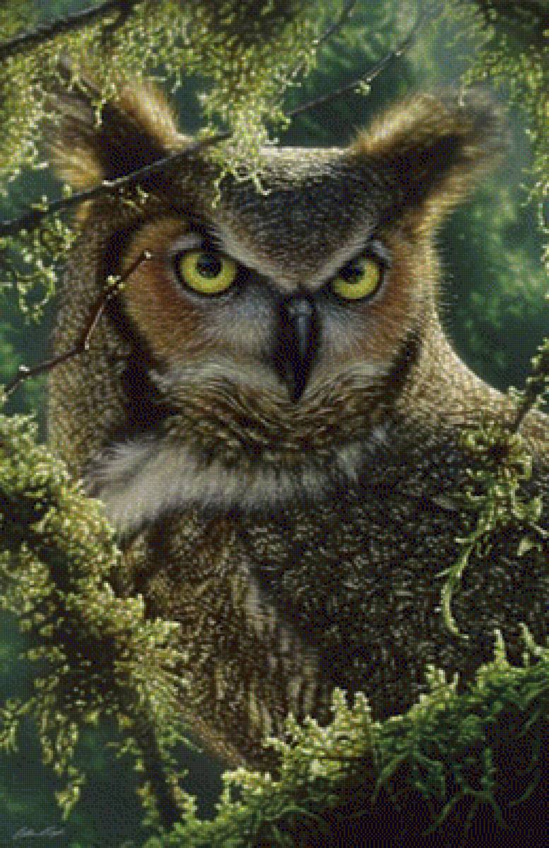 WATCHING AND WAITING - GREAT HORNED OWL - природа, by collin bogle, сова - предпросмотр