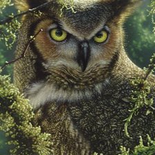 Оригинал схемы вышивки «WATCHING AND WAITING - GREAT HORNED OWL» (№1978244)
