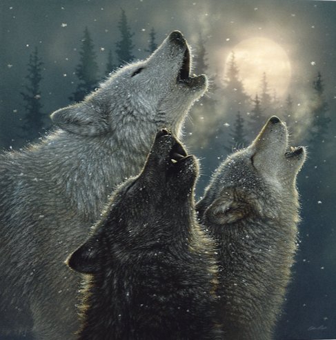 HOWLING WOLVES IN HARMONY - by collin bogle, дикие животные - оригинал