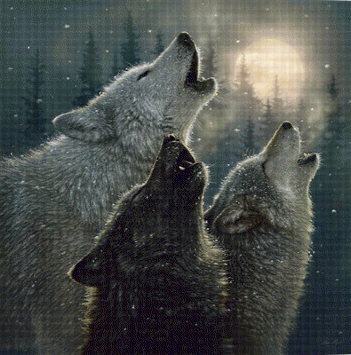 HOWLING WOLVES IN HARMONY - дикие животные, by collin bogle - предпросмотр