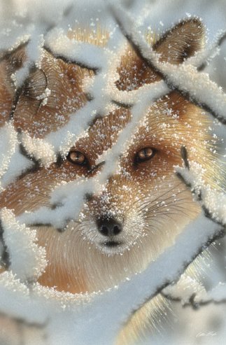 HIDE AND SEEK - RED FOX - by collin bogle, дикие животные, взгляд хищника - оригинал