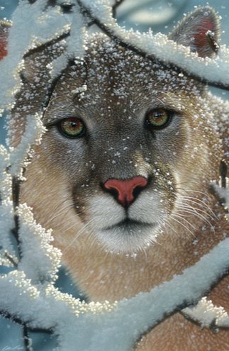 SILENT ENCOUNTER – COUGAR - дикие животные, взгляд хищника, by collin bogle - оригинал
