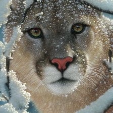 SILENT ENCOUNTER – COUGAR