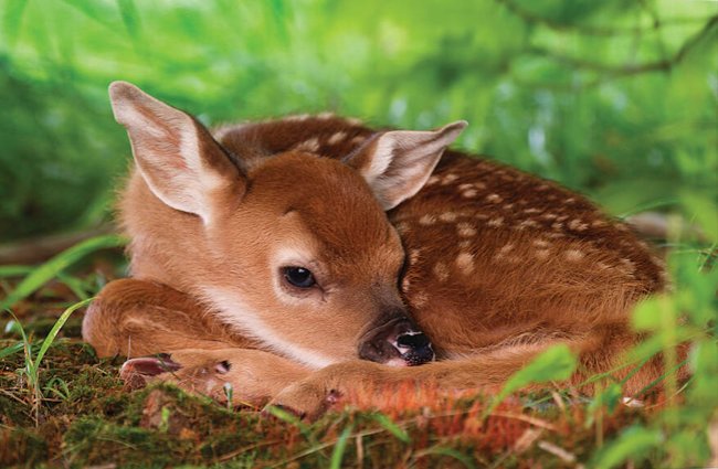 TWO DAY OLD WHITE-TAILED DEER BABY - животные, by collin bogle - оригинал