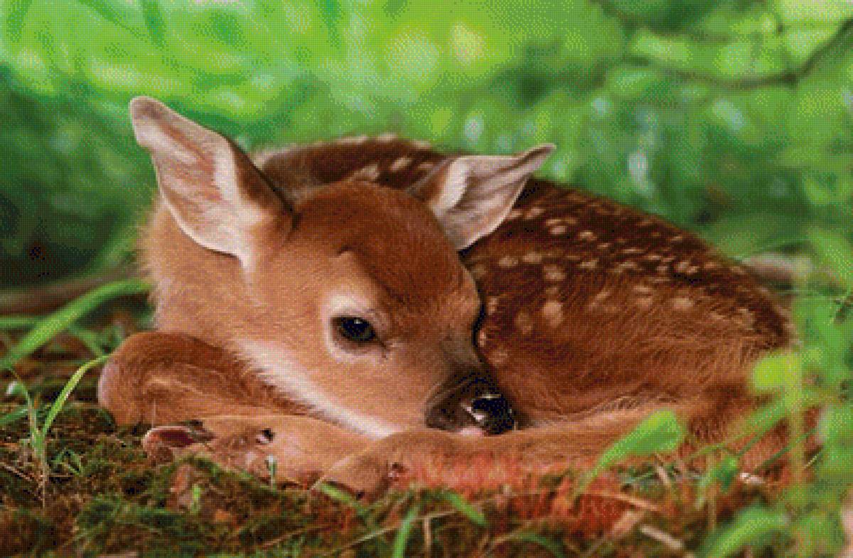 TWO DAY OLD WHITE-TAILED DEER BABY - by collin bogle, животные - предпросмотр