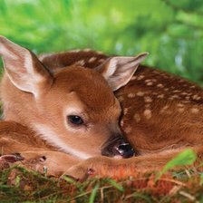 Оригинал схемы вышивки «TWO DAY OLD WHITE-TAILED DEER BABY» (№1978263)