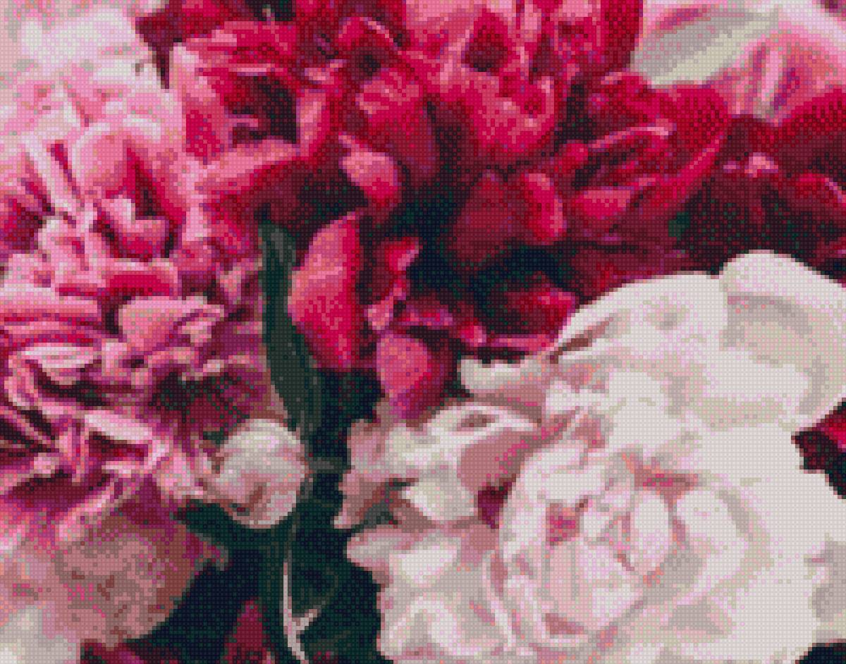 Пиончики - предпросмотр