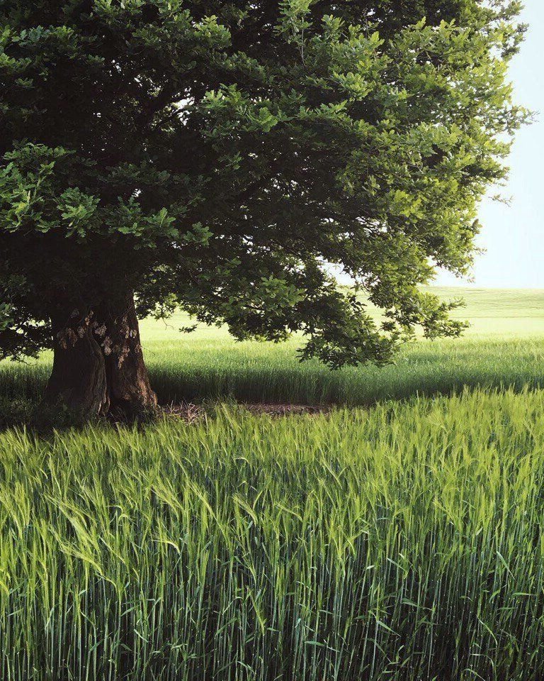Дерево - цвет, дерево, лето, зеленый, пейзаж, природа - оригинал