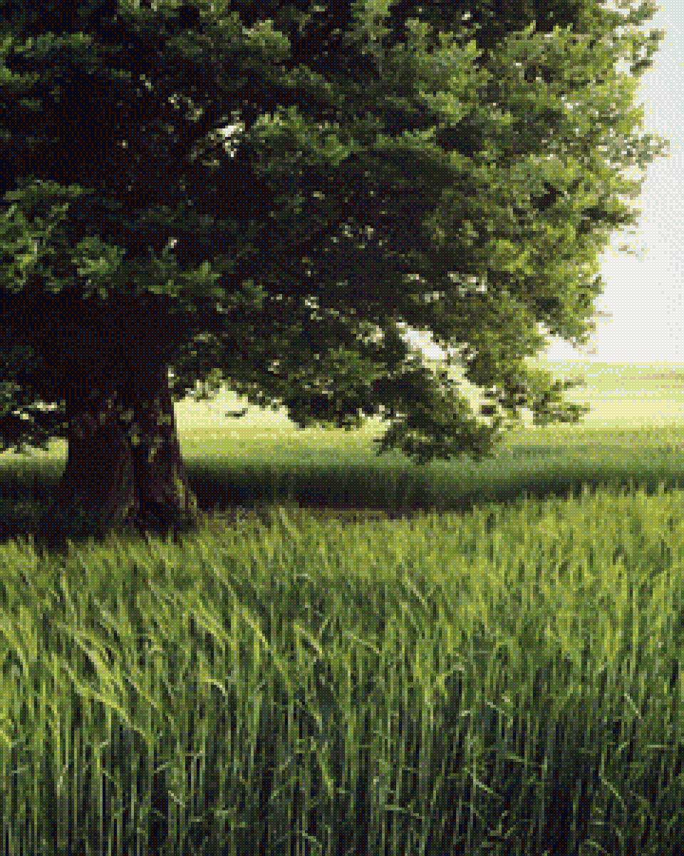 Дерево - пейзаж, лето, цвет, природа, зеленый, дерево - предпросмотр