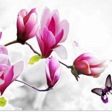 магнолии