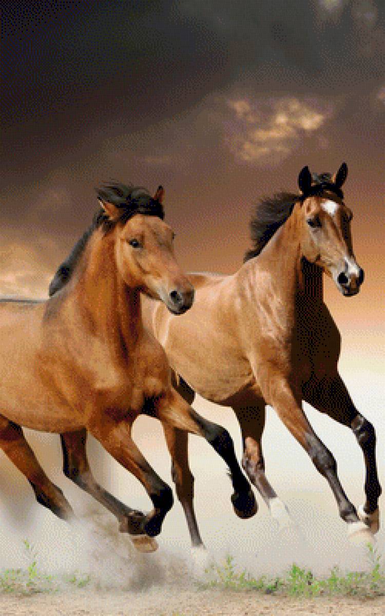 Пара лошадей - табун лошадей, бегущие лошади - предпросмотр