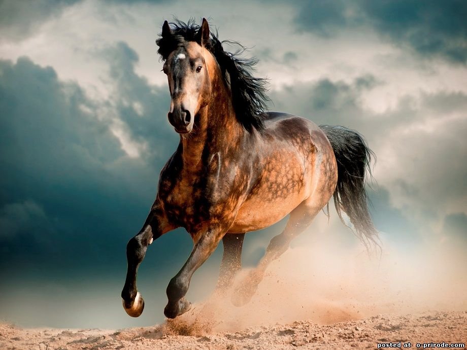 Красивая лошадь - красивая лошадь, лошадь, скакун - оригинал