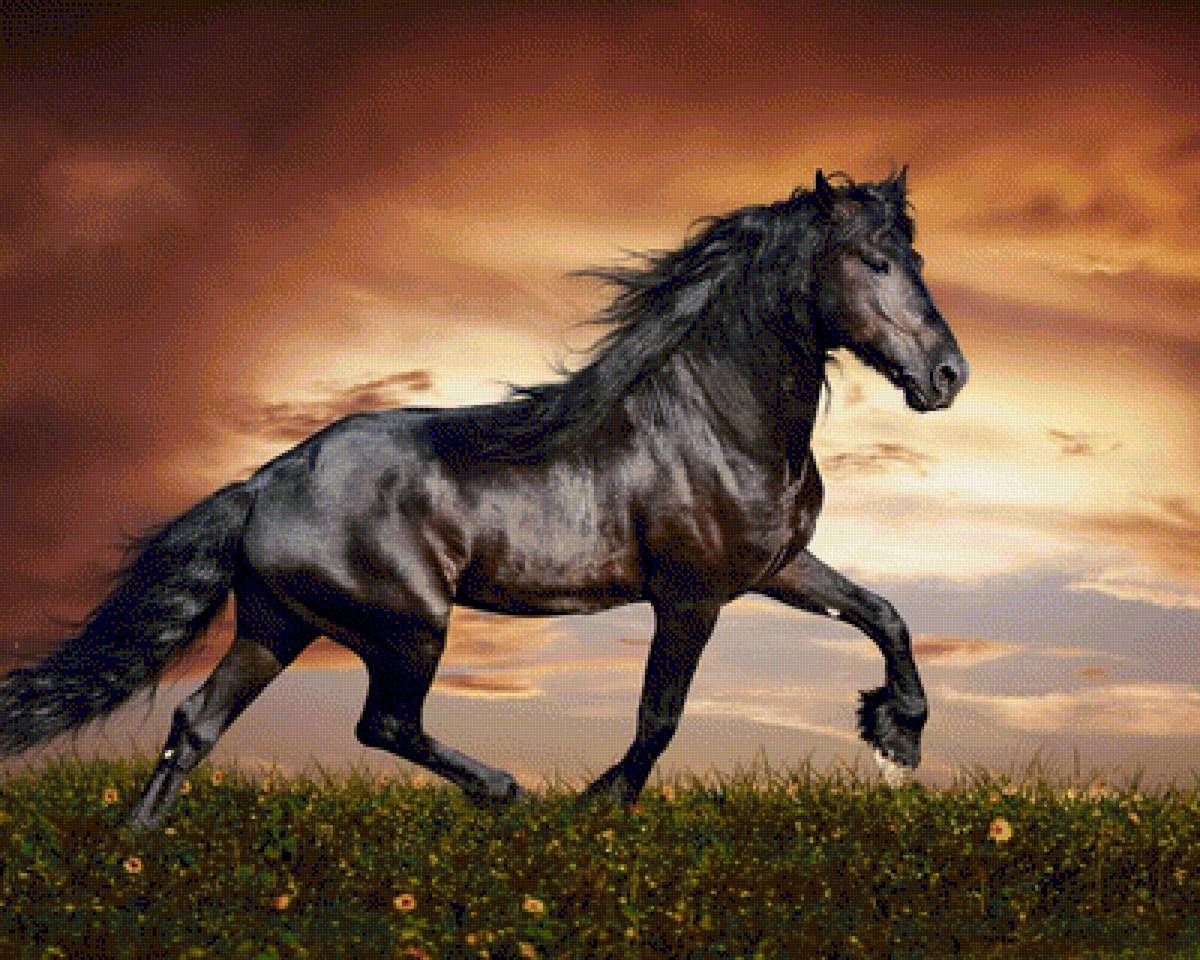 Лошадь - скакун, красивая лошадь, лошадь - предпросмотр