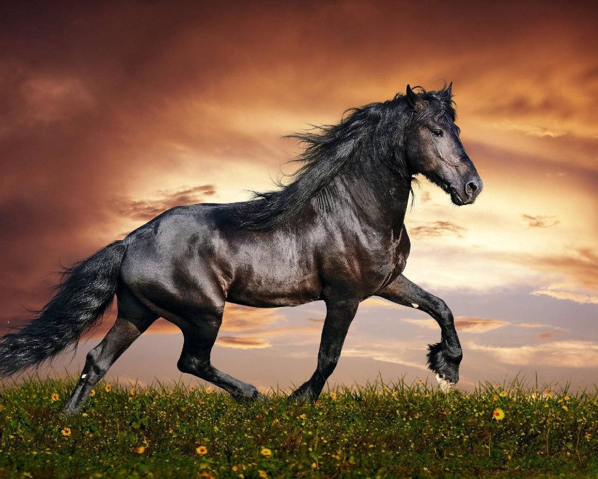 Лошадь - красивая лошадь, скакун, лошадь - оригинал