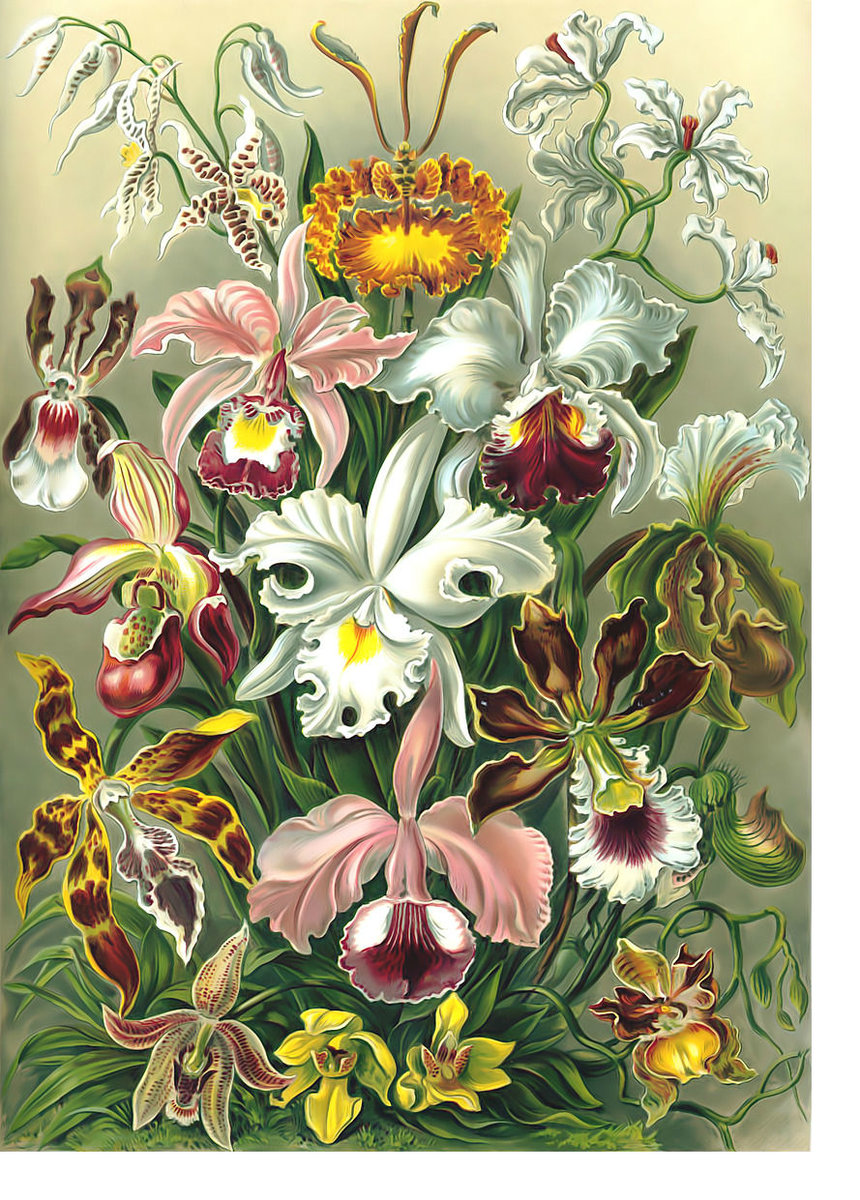 Орхидеи. - цветы, лилии, орхидеи - оригинал