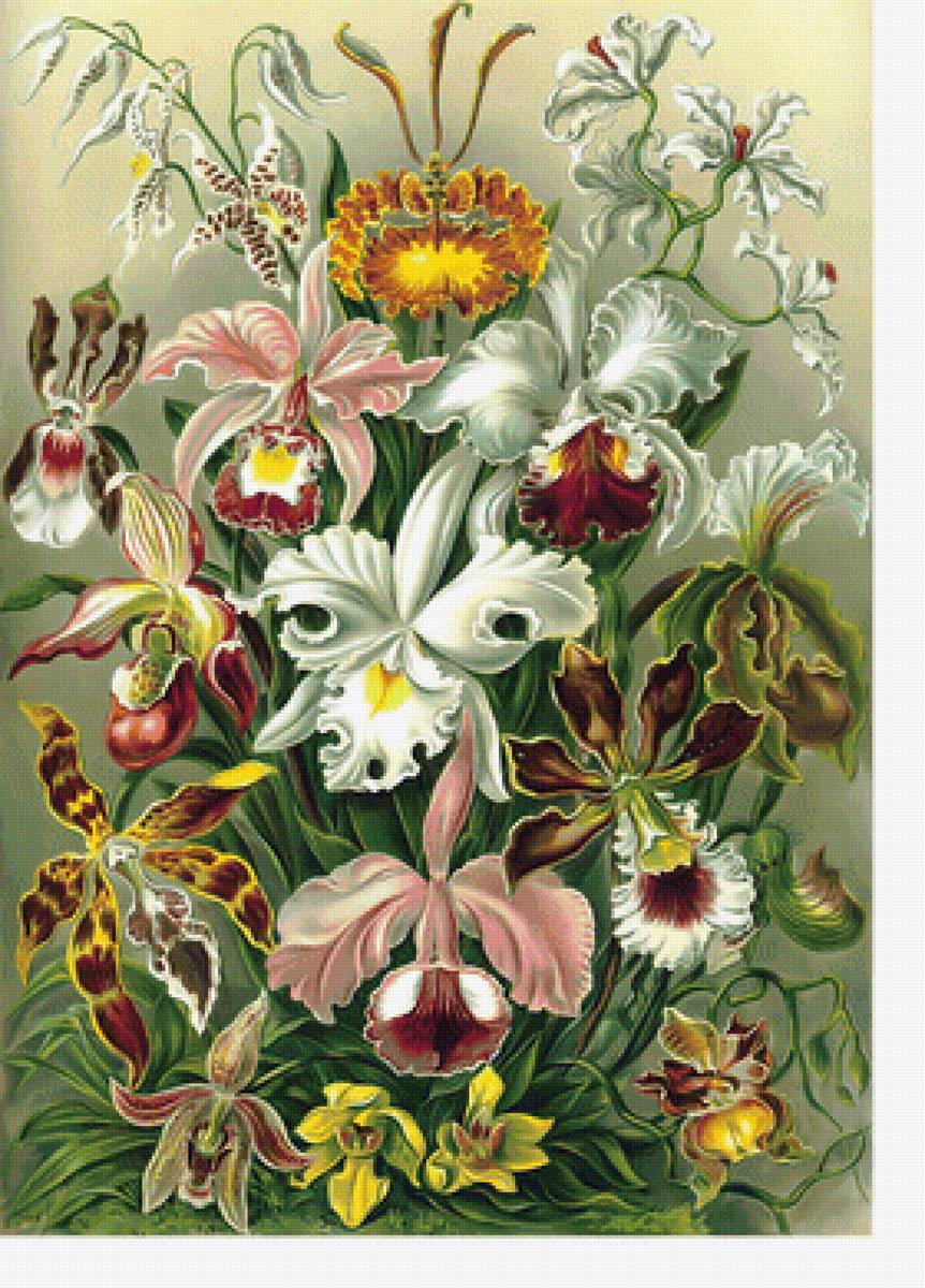 Орхидеи. - лилии, орхидеи, цветы - предпросмотр