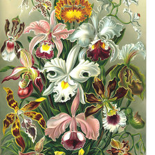 Оригинал схемы вышивки «Орхидеи.» (№1978969)