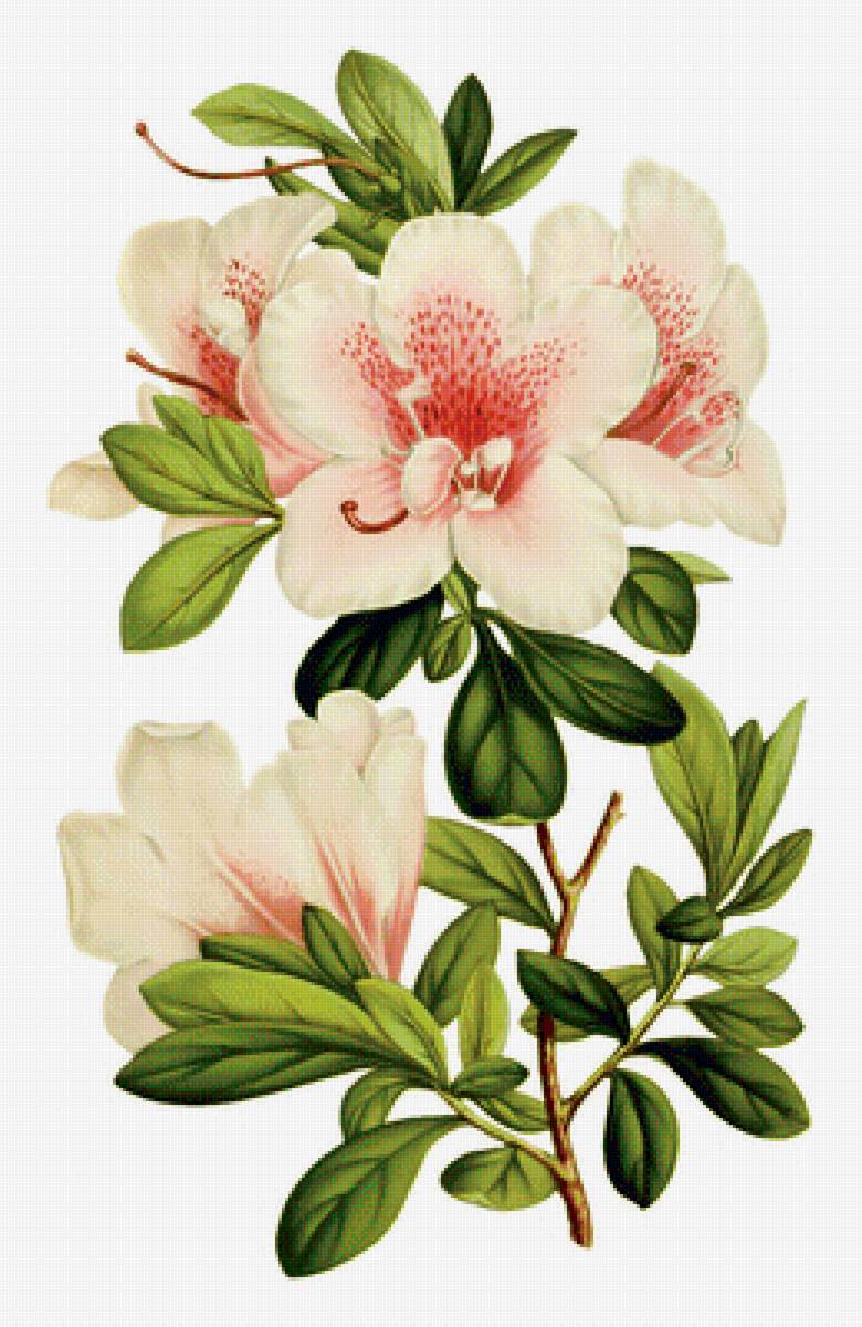 Азалия. - цветы, подушка, азалия - предпросмотр