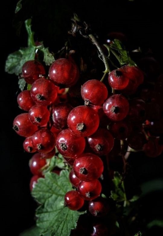 Смородина - оригинал