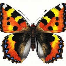 Схема вышивки «Бабочка Крапивница»