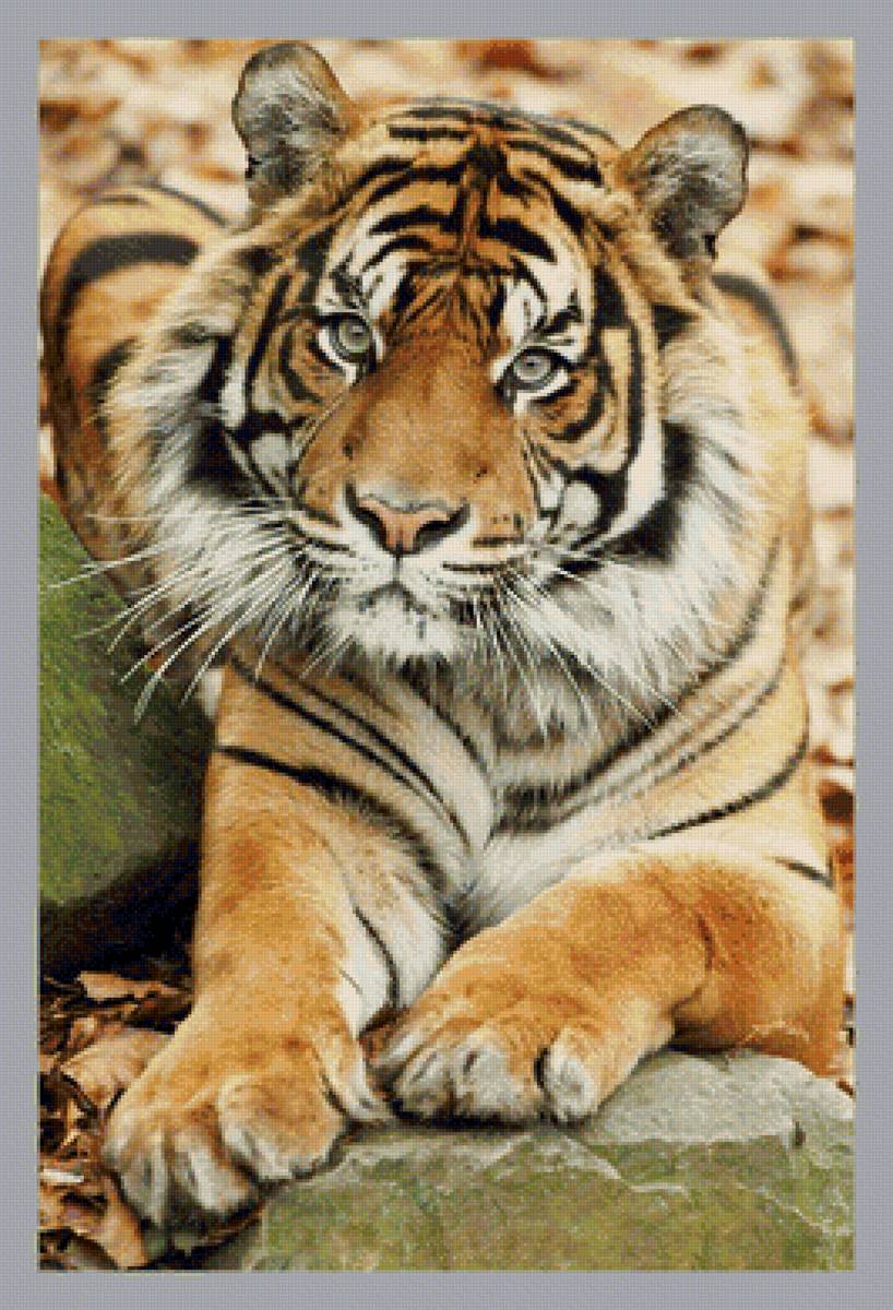 Тигр. - тигр, взгляд, животные, хищник - предпросмотр