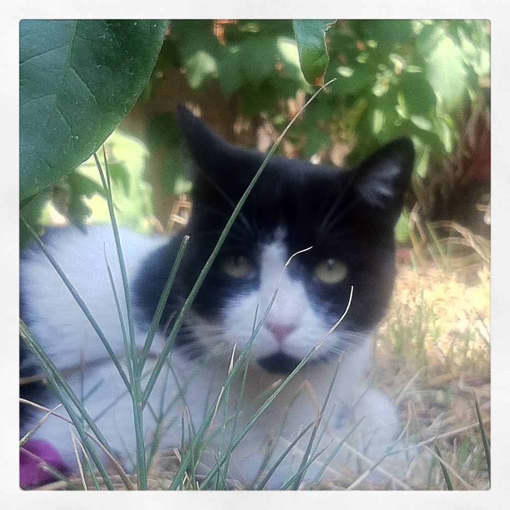 Asafa The Cat - cat - оригинал