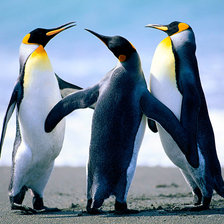 Оригинал схемы вышивки «пингвины» (№1980654)